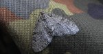 Płatynka grabówka (Trichopteryx carpinata)