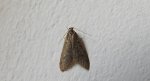 Tortricodes alternella