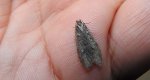 Tortricodes alternella