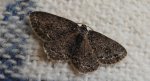 Przylepek pomrocznik (Ectropis crepuscularia)
