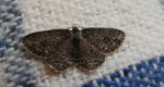 Przylepek pomrocznik (Ectropis crepuscularia)