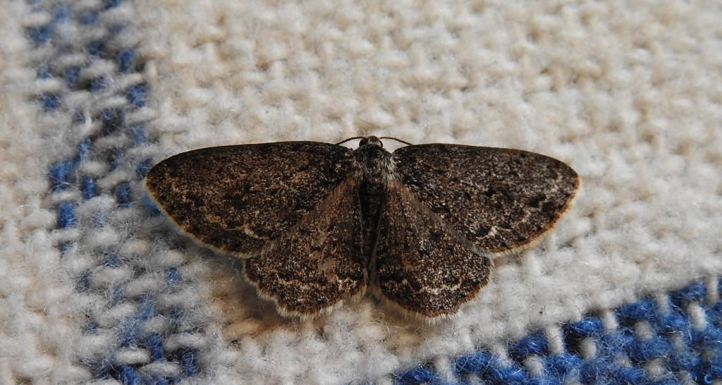 Przylepek pomrocznik (Ectropis crepuscularia)