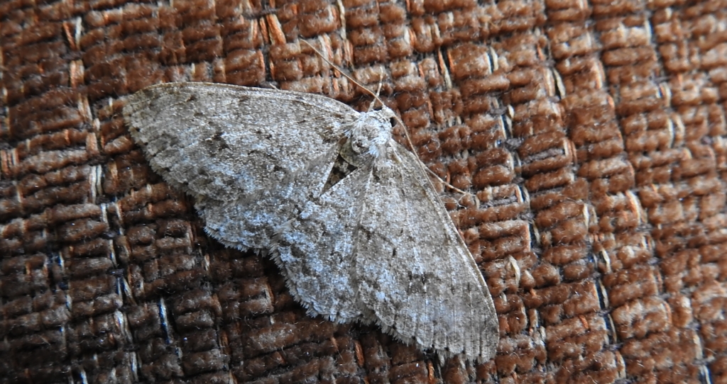 Przylepek nadębek (Hypomecis roboraria)