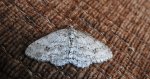 Przylepek nadębek (Hypomecis roboraria)