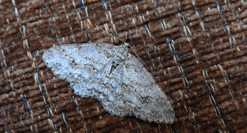 Przylepek nadębek (Hypomecis roboraria)
