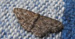 Przylepek pomrocznik (Ectropis crepuscularia)