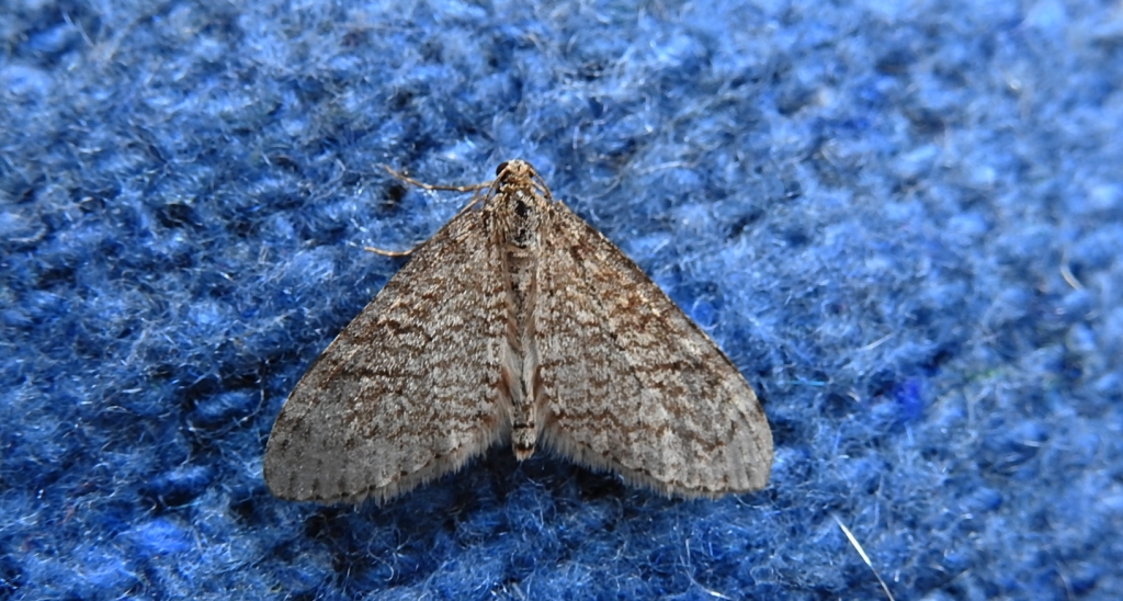 Płatynka grabówka (Trichopteryx carpinata)