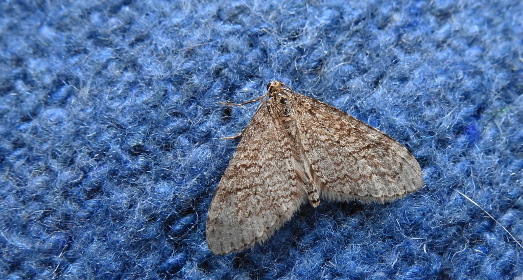 Płatynka grabówka (Trichopteryx carpinata)