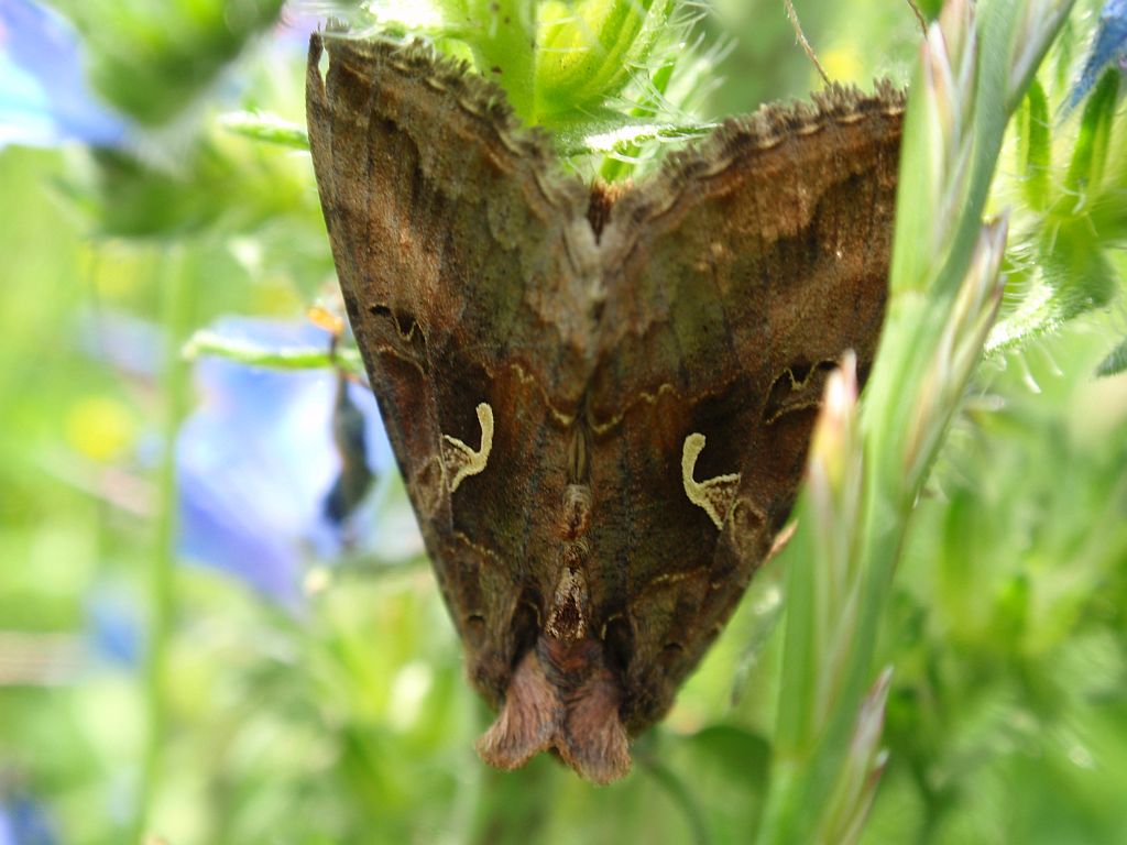 Błyszczka jarzynówka (Autographa gamma)