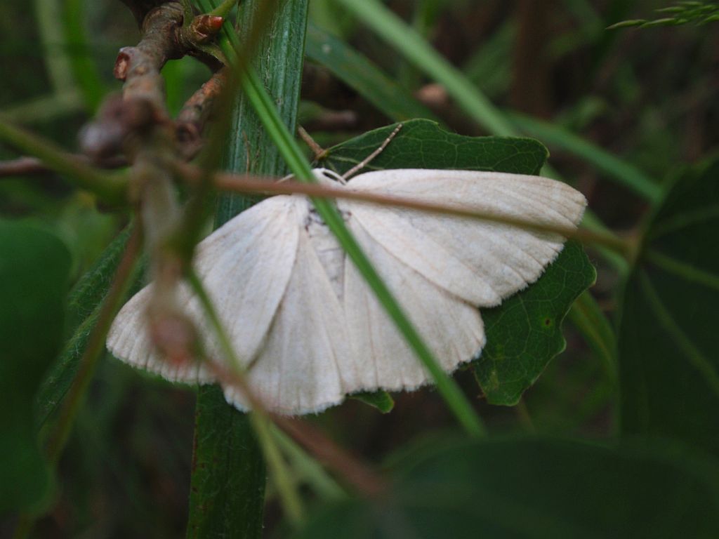 Cebera pusaria