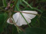 Cebera pusaria