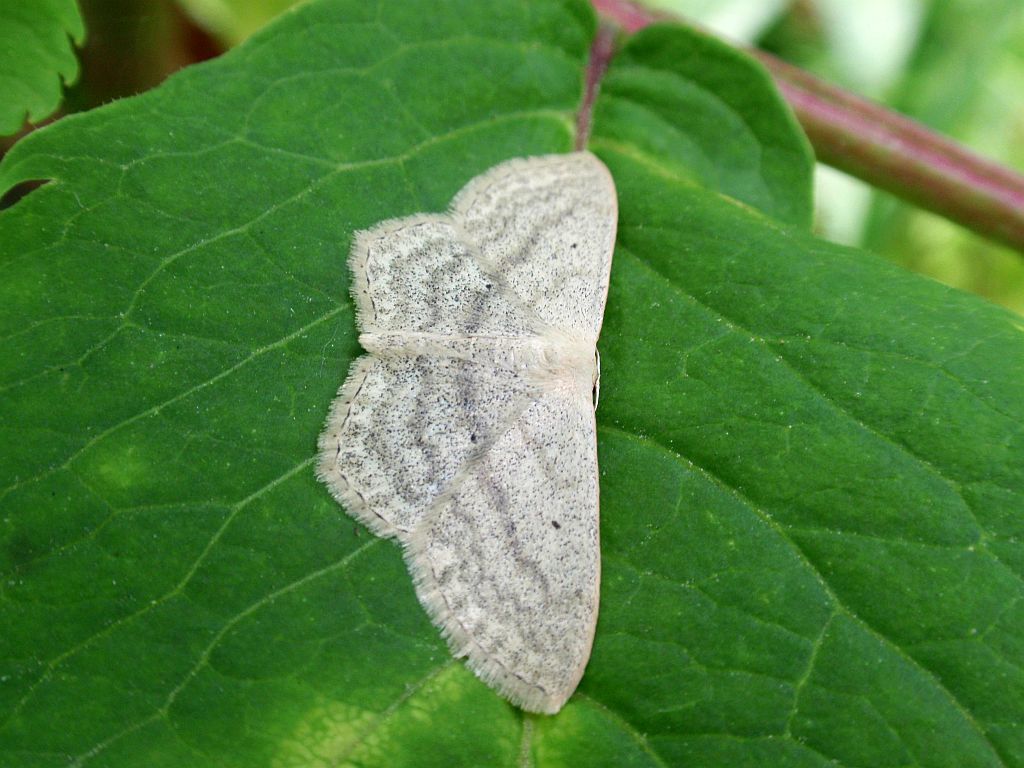 Wątlak czarnokropek (Scopula nigropunctata)