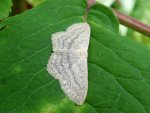 Wątlak czarnokropek (Scopula nigropunctata)