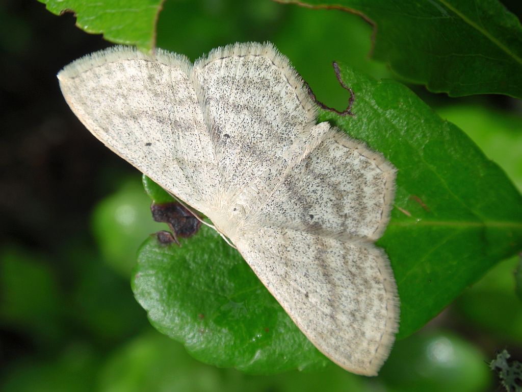 Wątlak czarnokropek (Scopula nigropunctata)