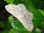 Wątlak czarnokropek (Scopula nigropunctata)