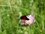 Kraśnik pięcioplamek (Zygaena trifolii)
