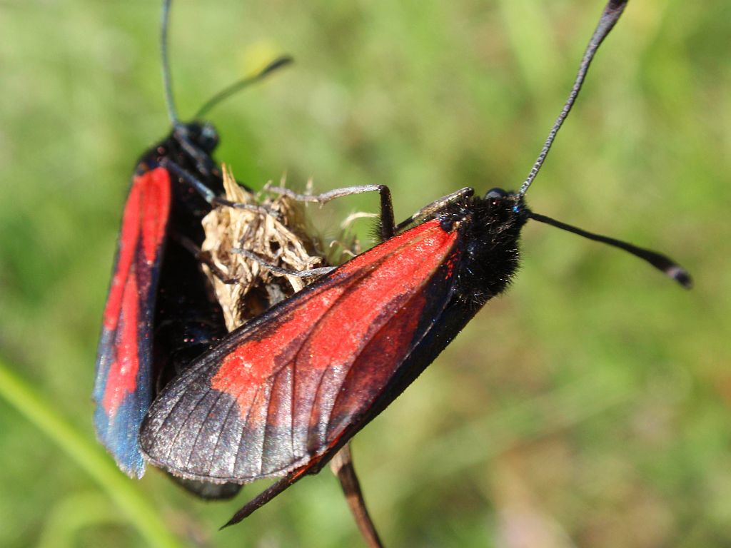 Kraśnik purpuraczek (Zygaena purpuralis)