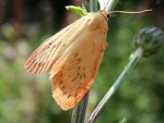 Łada różowica (Miltochrista miniata)
