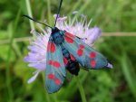 Kraśnik sześcioplamek (Zygaena filipendulea)