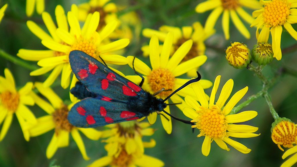 Kraśnik sześcioplamek (Zygaena filipendulea)