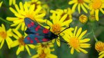 Kraśnik sześcioplamek (Zygaena filipendulea)