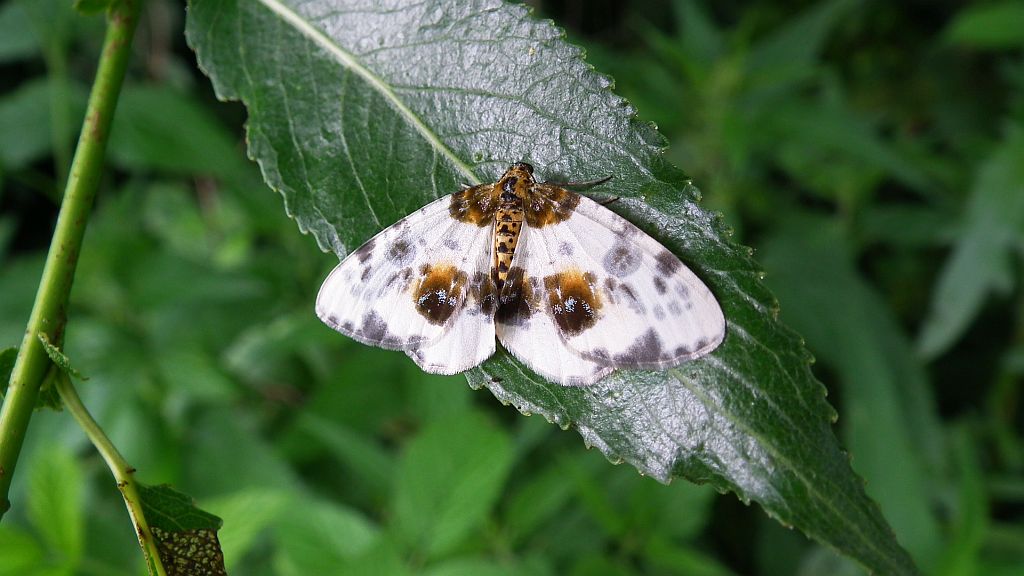 Plamiec leśniak (Calospilos sylvata)