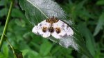 Plamiec leśniak (Calospilos sylvata)