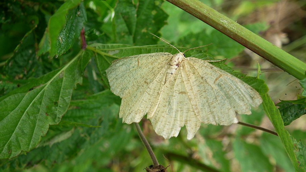 Szypleć leszczyniak (Angerona prunaria)