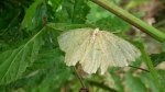 Szypleć leszczyniak (Angerona prunaria)