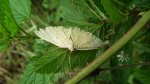Szypleć leszczyniak (Angerona prunaria)