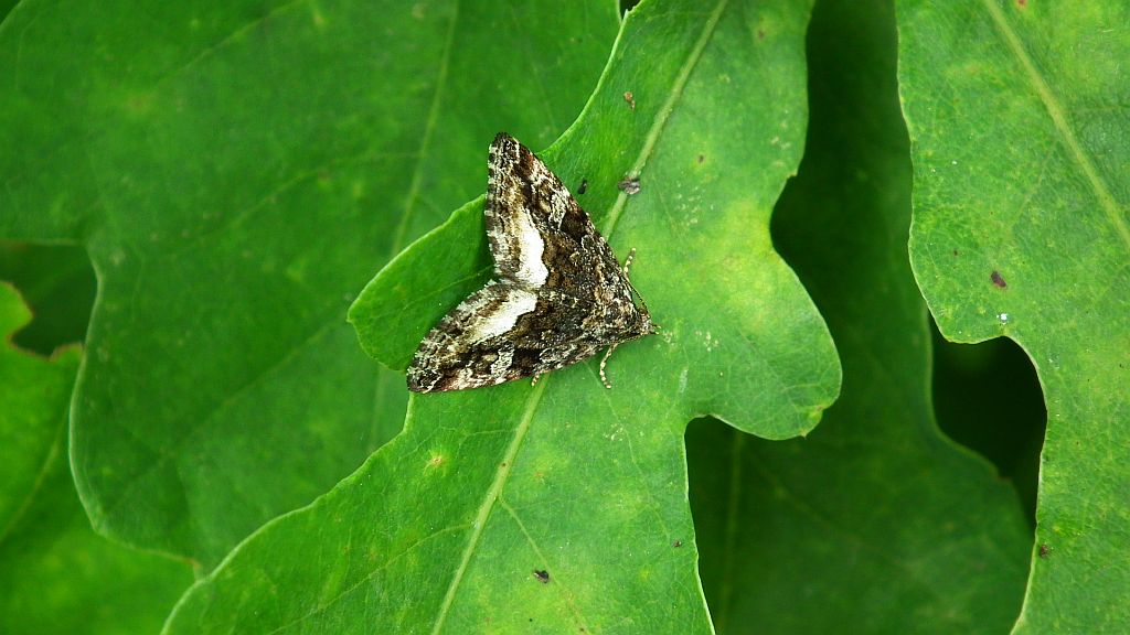 Protodeltote pygarga