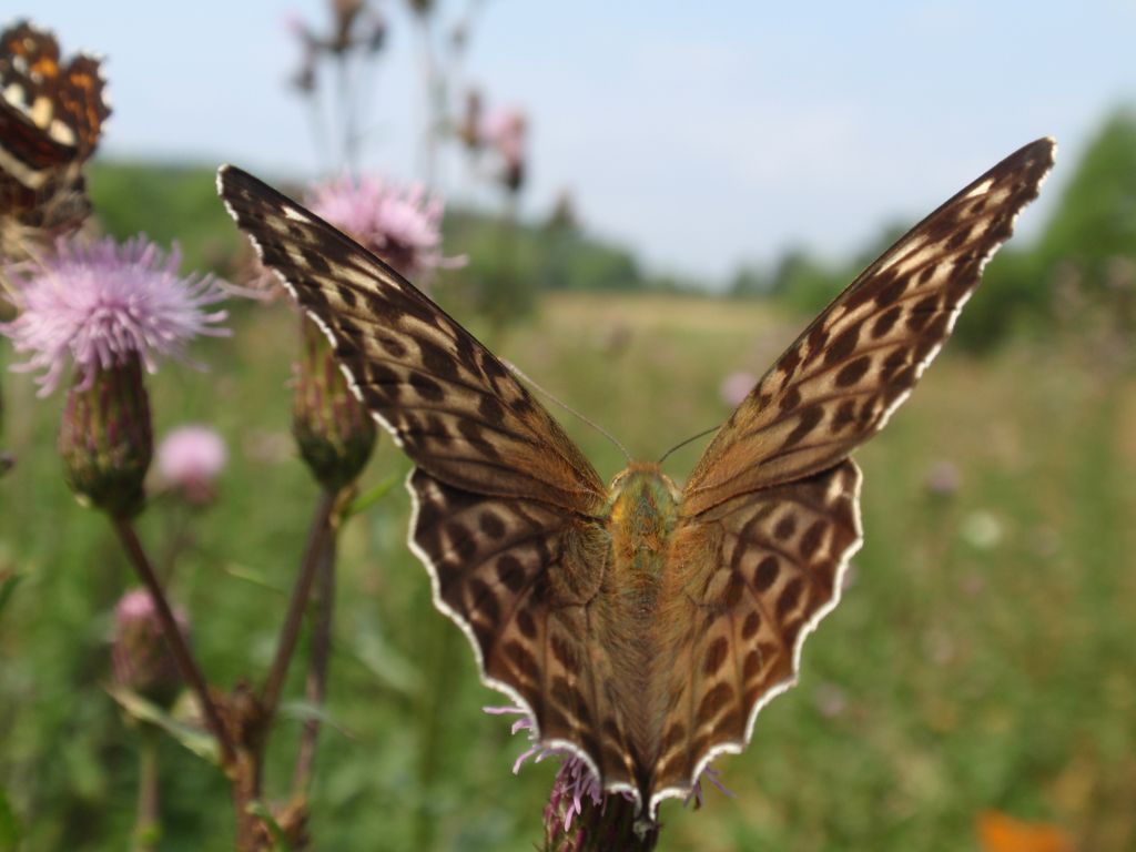Dostojki malinowce (Argynnis paphia)