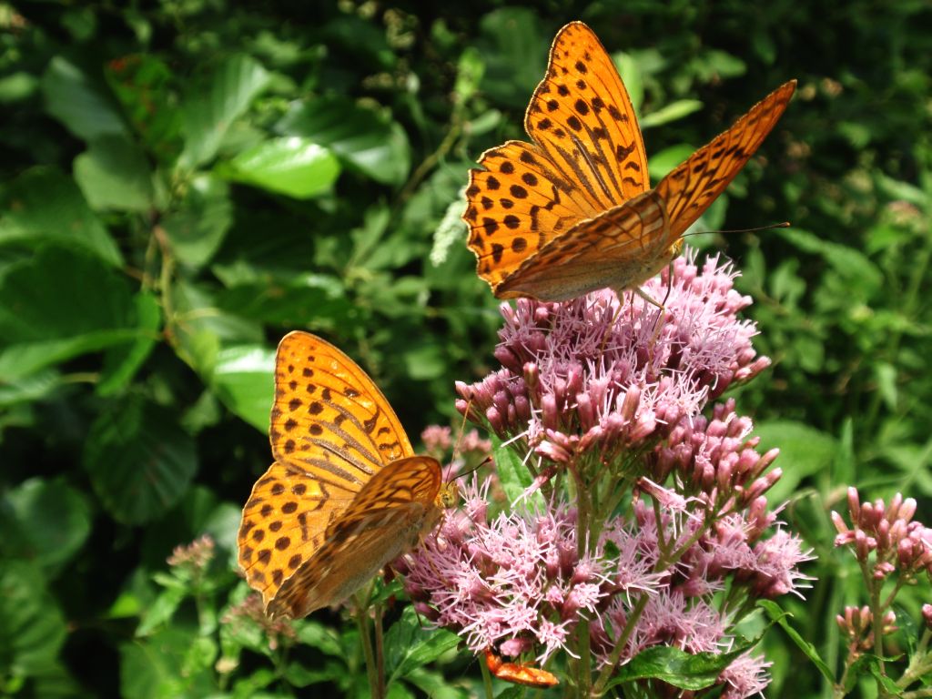 Dostojki malinowce (Argynnis paphia)