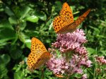 Dostojki malinowce (Argynnis paphia)