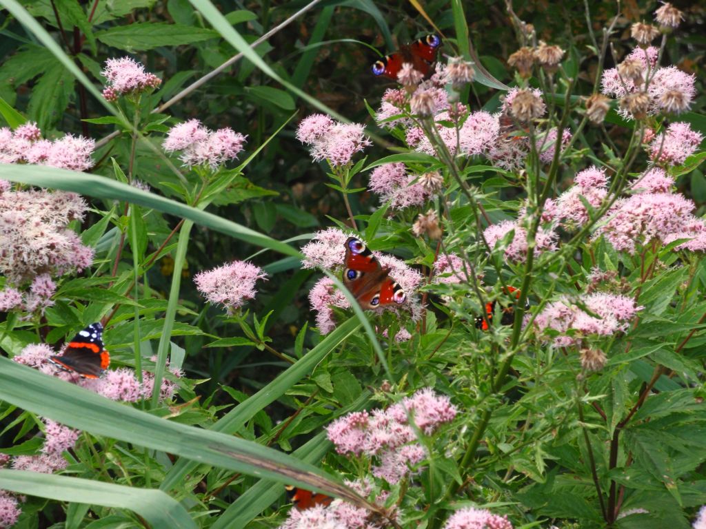 Rusałka admirał (Vanessa atalanta), Rusałka pawik (Inachis io)