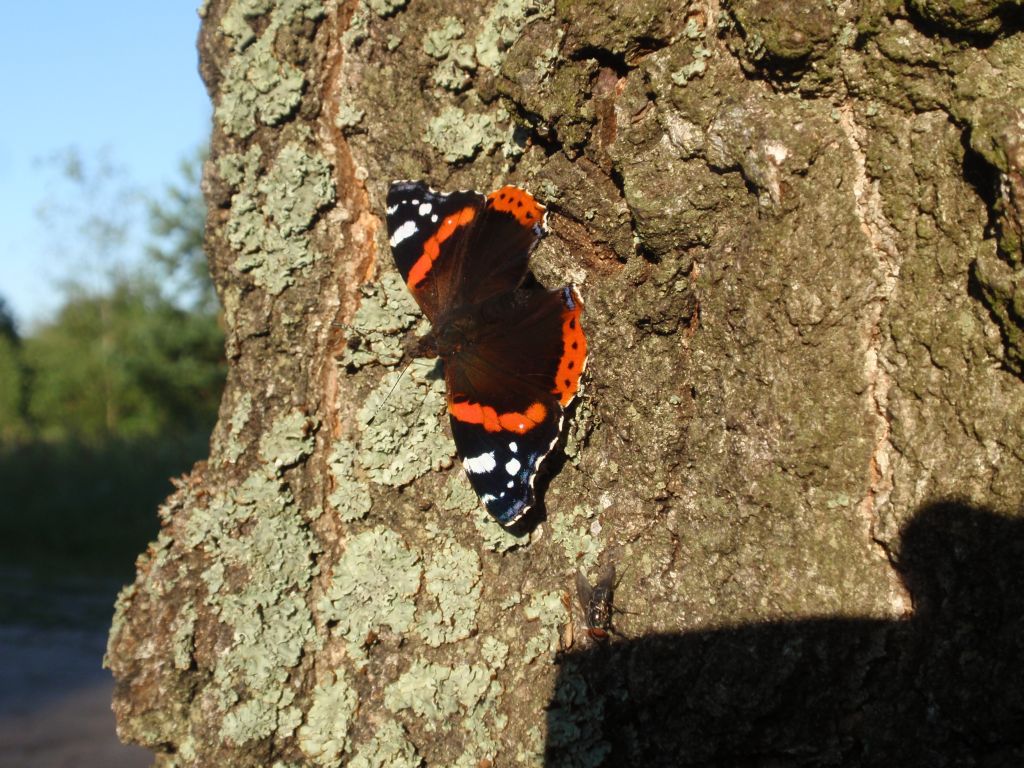 Rusałka admirał (Vanessa atalanta)