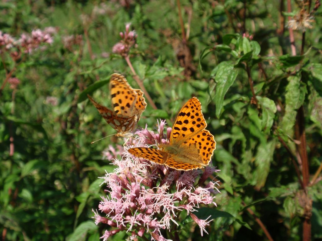 Dostojka latonia (Issoria lathonia)