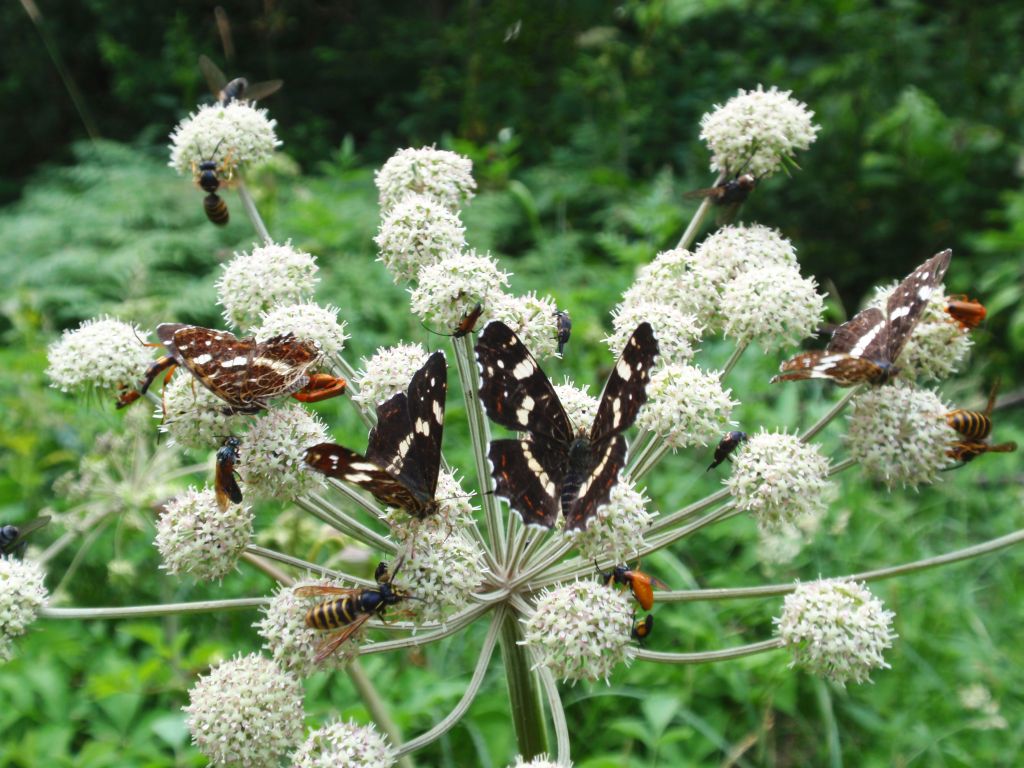 Rusałka kratkowiec (Araschnia levana)
