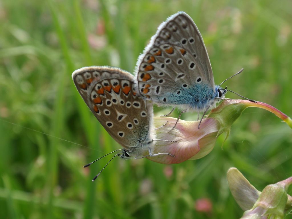 Modraszek ikar (Polyommatus icarus)