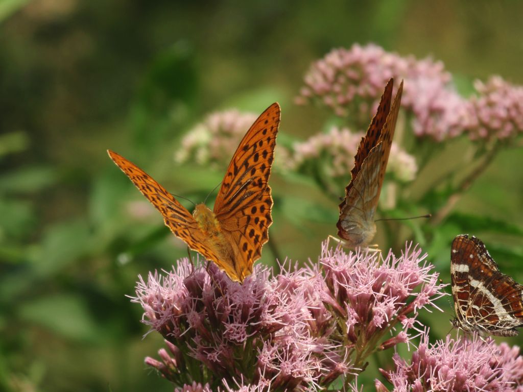 Dostojki malinowce (Argynnis paphia)