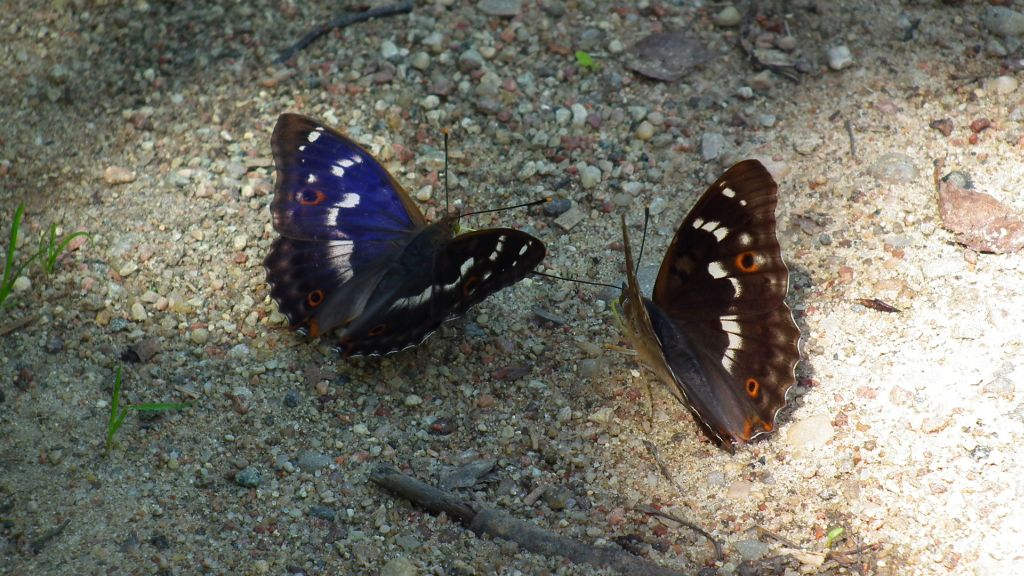Mieniak stróżnik  (Apatura  ilia)