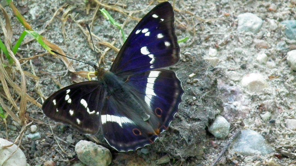 Mieniak tęczowiec (Apatura iris)