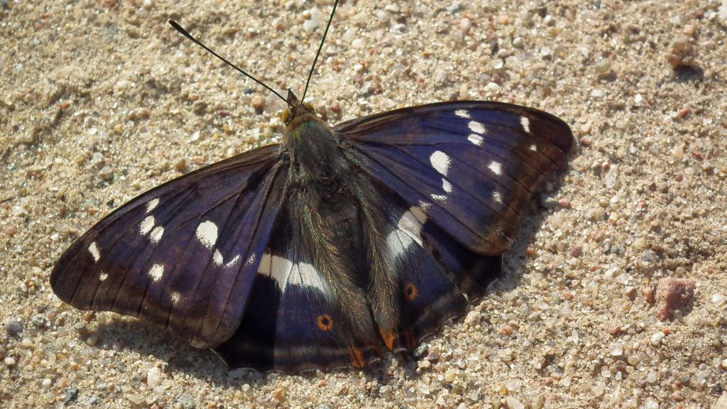 Mieniak tęczowiec (Apatura iris)