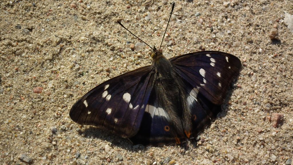 Mieniak tęczowiec (Apatura iris)