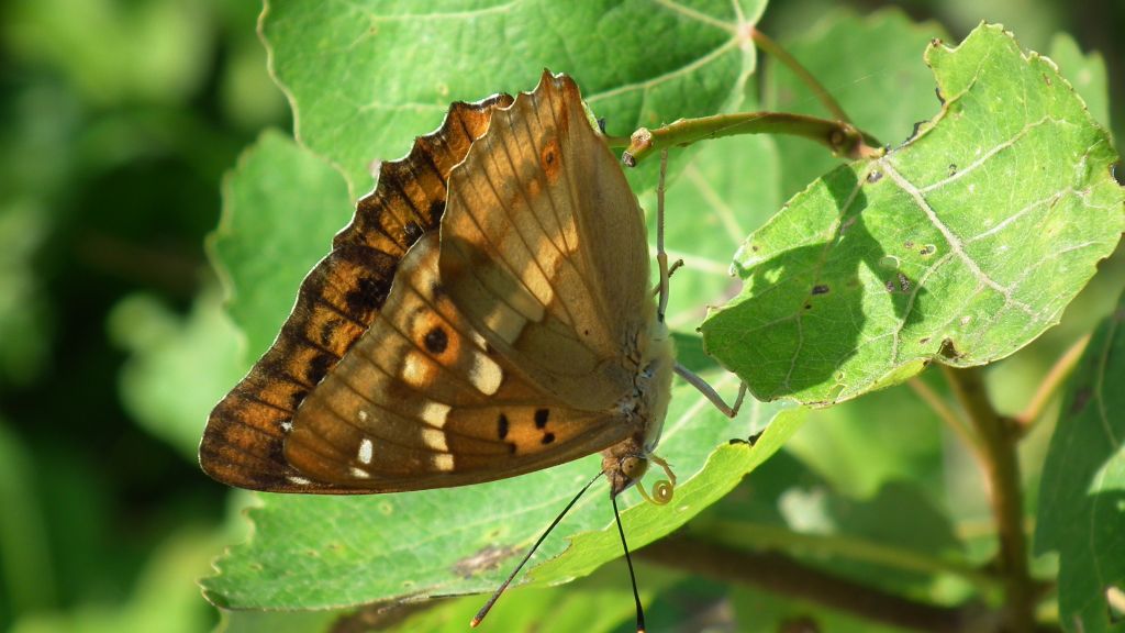 Mieniak stróżnik  (Apatura  ilia)