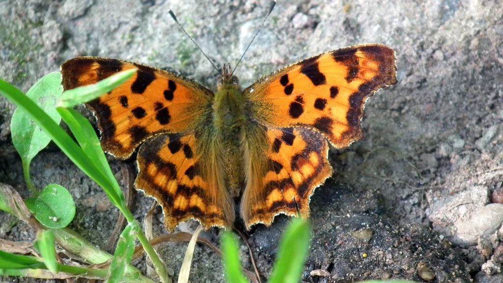 Rusałka ceik (Polygonia c-album)