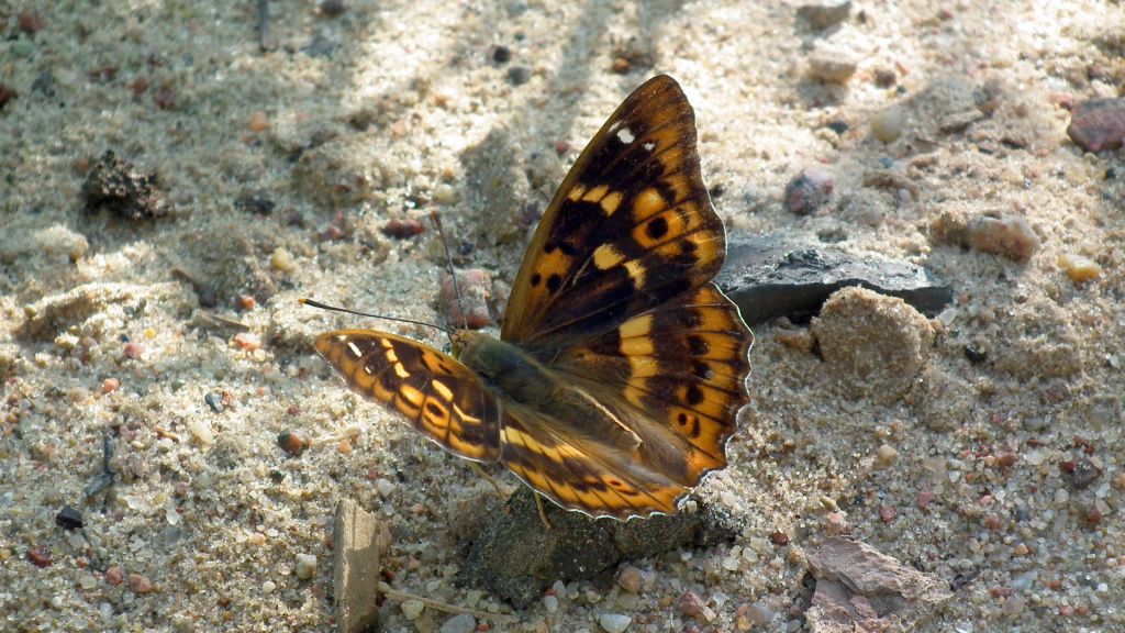 Mieniak stróżnik  (Apatura  ilia)