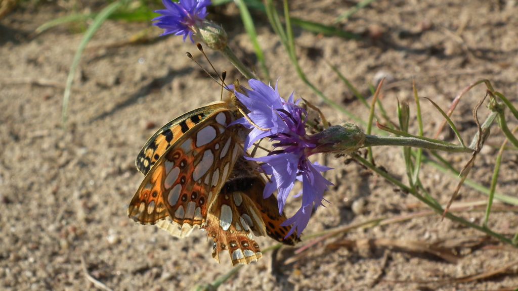 Dostojka latonia (Issoria lathonia)