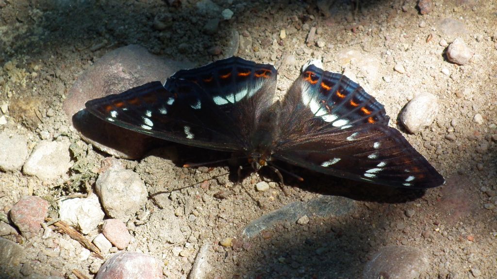 Pokłonnik osinowiec (Limenitis populi)