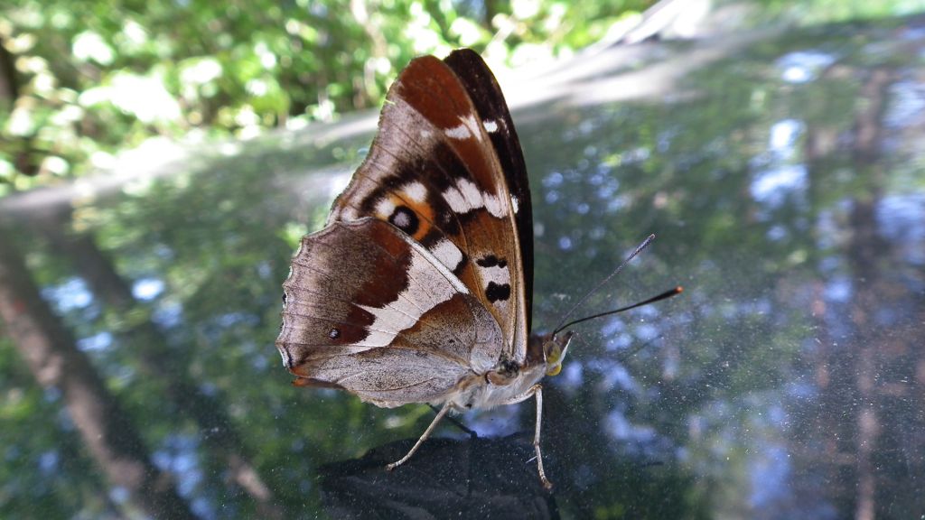 Mieniak tęczowiec (Apatura iris)